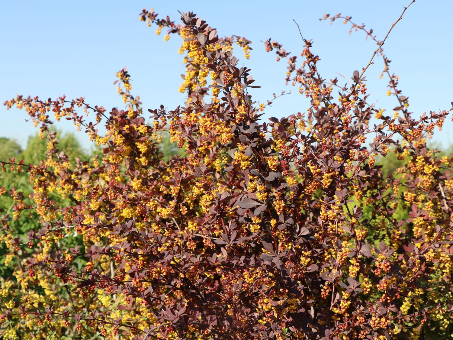 Berberis ottawensis 'Superba'